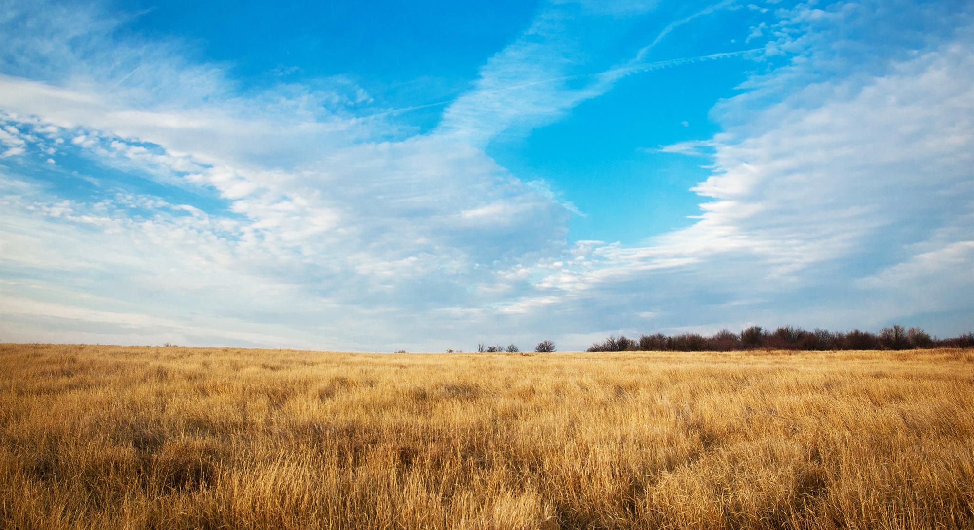 open field